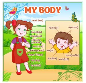 Стенд “My body” з назвами частин тіла на англійській мови