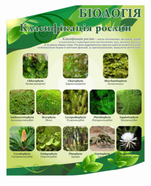 Стенд пластиковий “Класифікація рослин”
