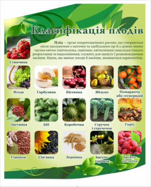 Стенд з біології “Класифікація плодів”